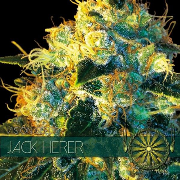Jack Herer 3+1 sem. u. Vision Seeds