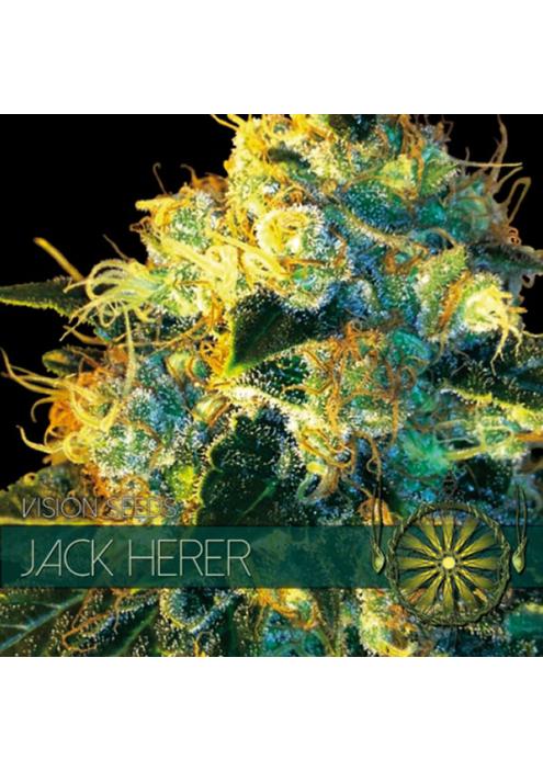 Jack Herer 3+1 sem. u. Vision Seeds