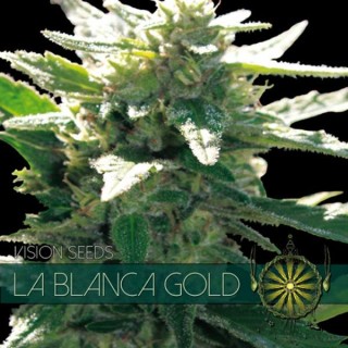 La Blanca Gold 3+1 u. fem. Vision Seeds