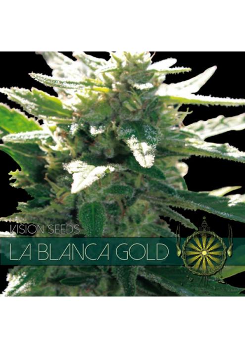La Blanca Gold 3+1 u. fem. Vision Seeds