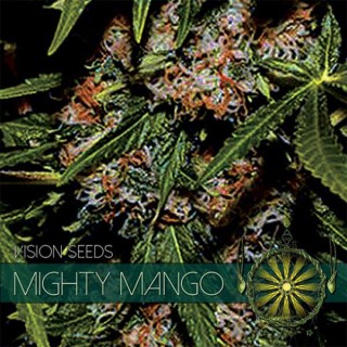 Mighty Mango 3+1 u. fem. Vision Seeds
