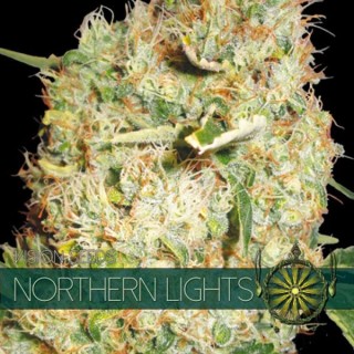 Northern Lights 3+1 u. fem. Vision Seeds