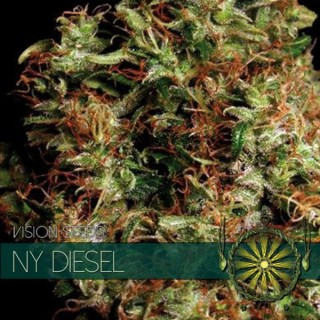 NY Diesel 3+1 u. fem. Vision Seeds