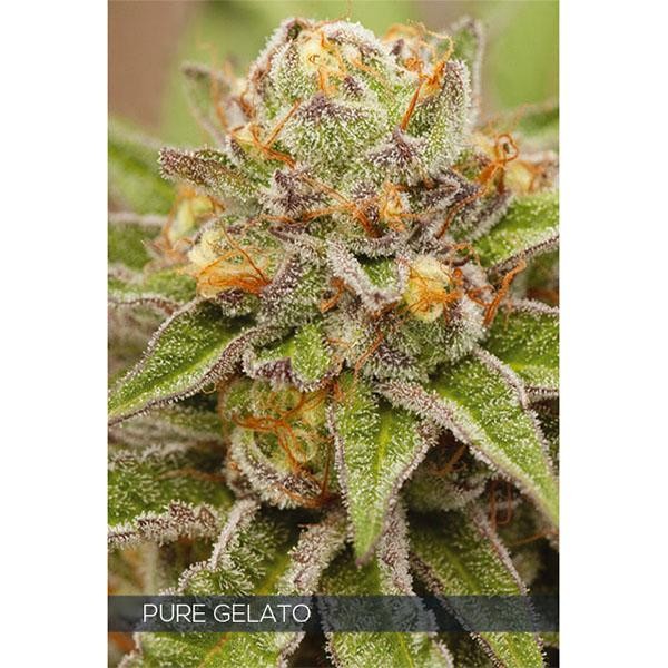Pure Gelato 3+1 u. fem. Vision Seeds