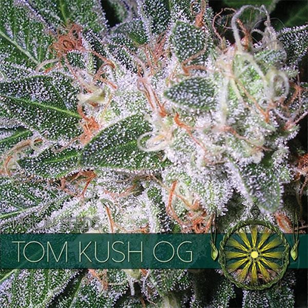 Tom Kush OG 3+1 u. fem. Vision Seeds