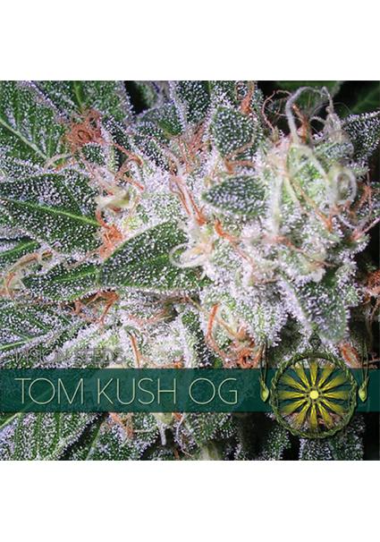 Tom Kush OG 3+1 u. fem....