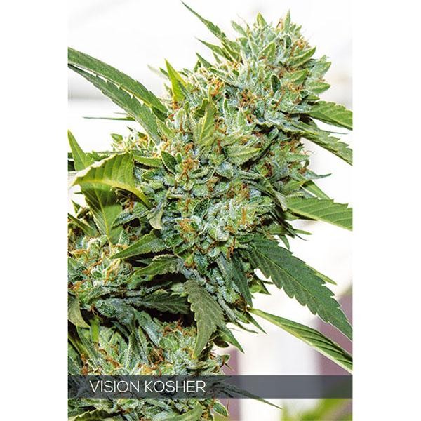 Vision Kosher 3+1 u. fem. Vision Seeds