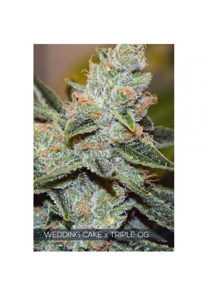 Wedding Cake X Triple OG...