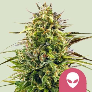 Alien OG fem. Royal Queen