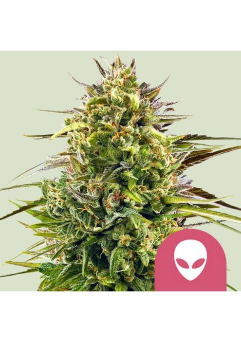 Alien OG fem. Royal Queen