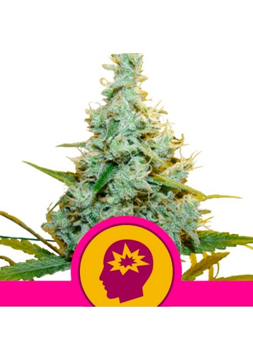 AMG fem. Royal Queen