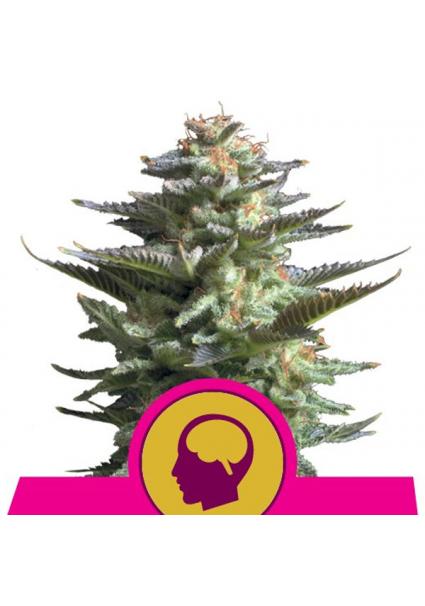 Amnesia Haze fem. Royal Queen