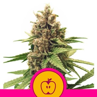 Apple Fritter fem. Royal Queen