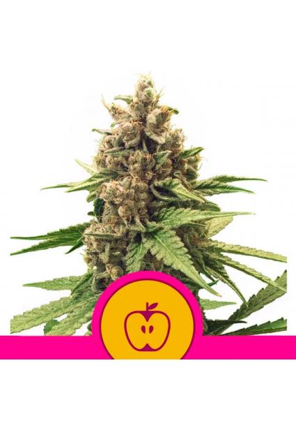 Apple Fritter fem. Royal Queen