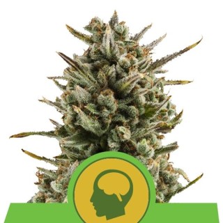 Auto Amnesia Haze fem. Royal Queen