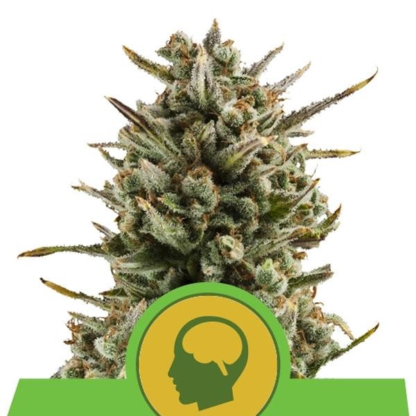 Auto Amnesia Haze fem. Royal Queen