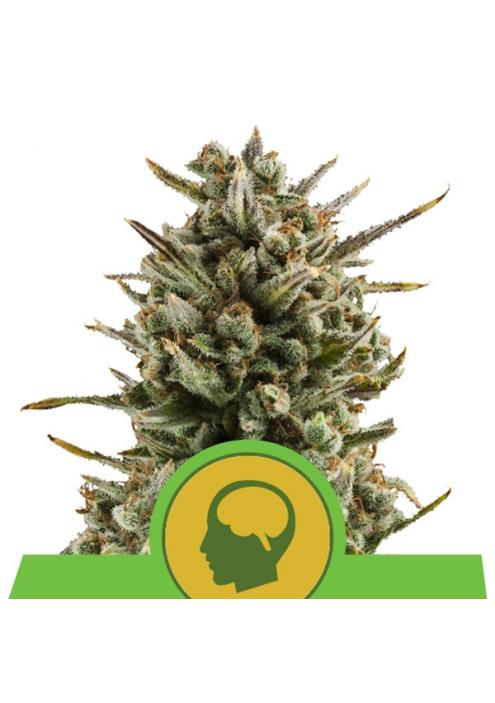 Auto Amnesia Haze fem. Royal Queen