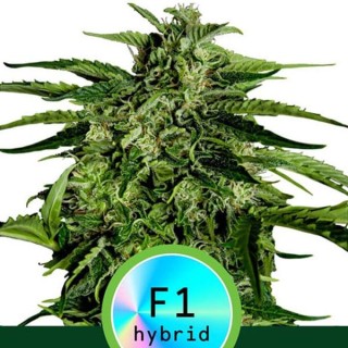 Auto Apollo F1 fem. Royal Queen