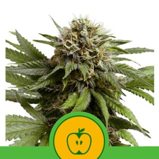 Auto Apple Fritter fem. Royal Queen