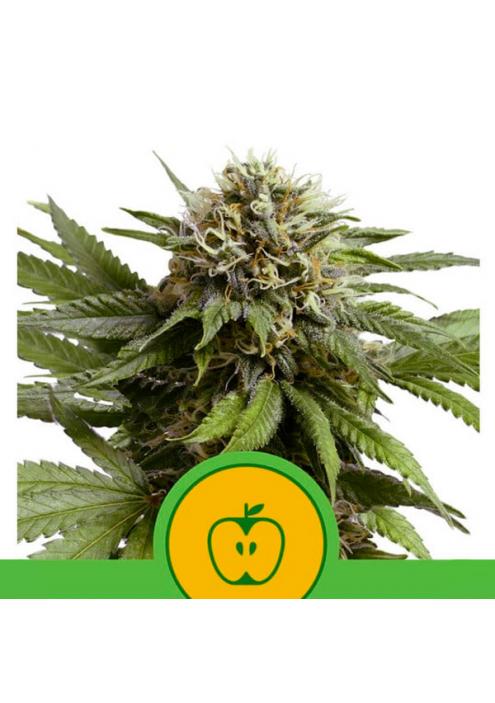 Auto Apple Fritter fem. Royal Queen