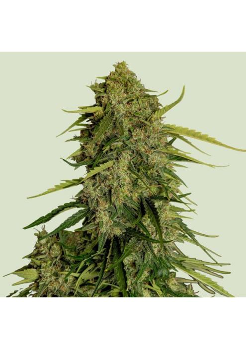 Auto Atlas CBD F1 -  fem. Royal Queen