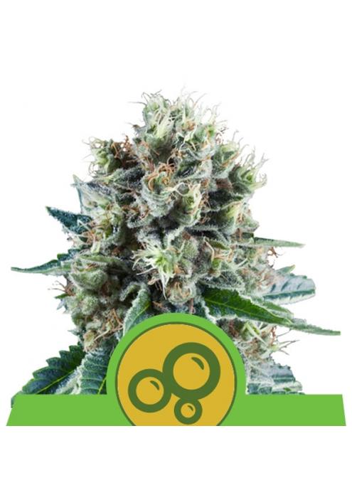 Auto Bubble Kush fem. Royal Queen