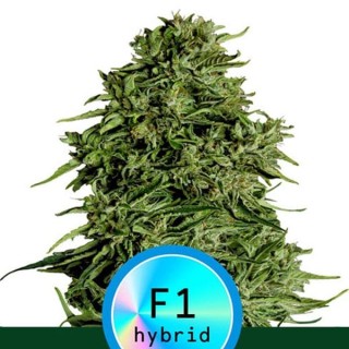 Auto CBD Cosmos F1 fem. Royal Queen