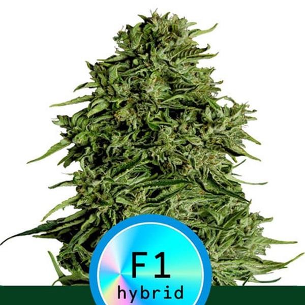 Auto CBD Cosmos F1 fem. Royal Queen