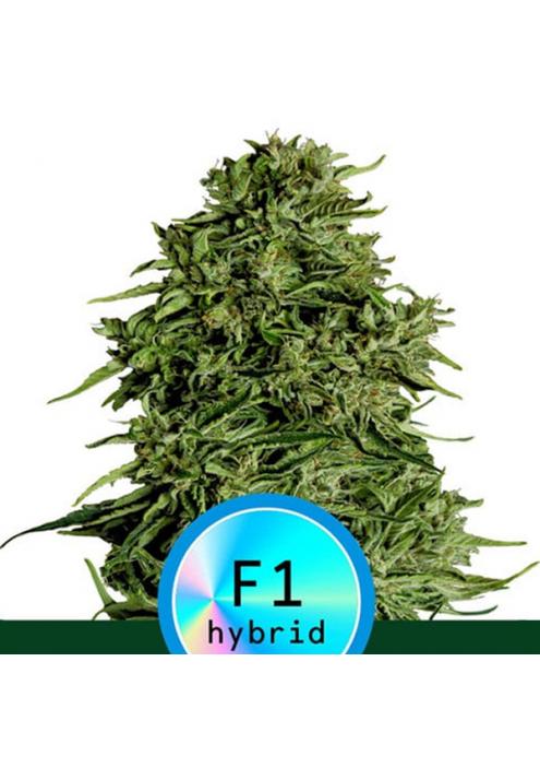 Auto CBD Cosmos F1 fem. Royal Queen