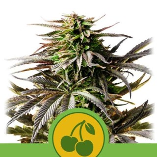 Auto Cherry Pie fem. Royal Queen