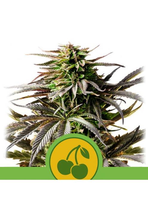 Auto Cherry Pie fem. Royal Queen