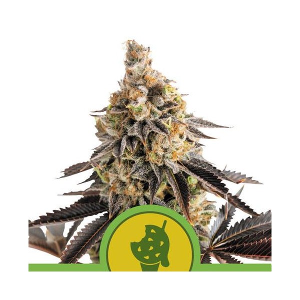 Auto Cookies Gelato fem. Royal Queen