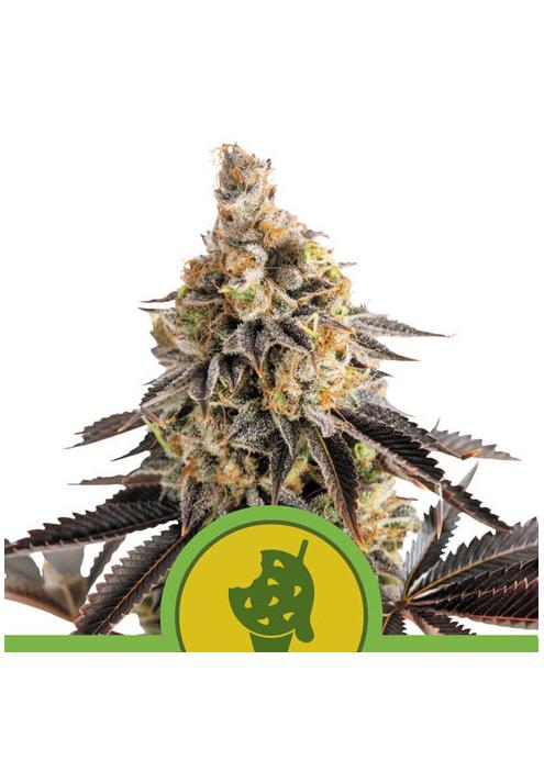 Auto Cookies Gelato fem. Royal Queen