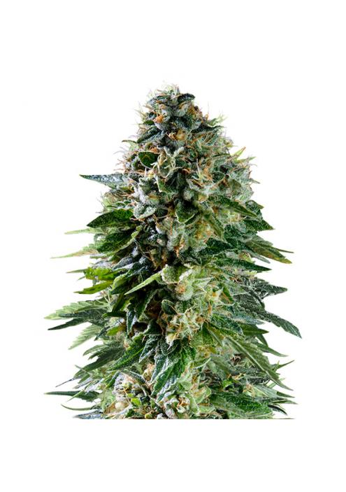 Auto Corkscrew fem. Royal Queen x Tyson 2.0