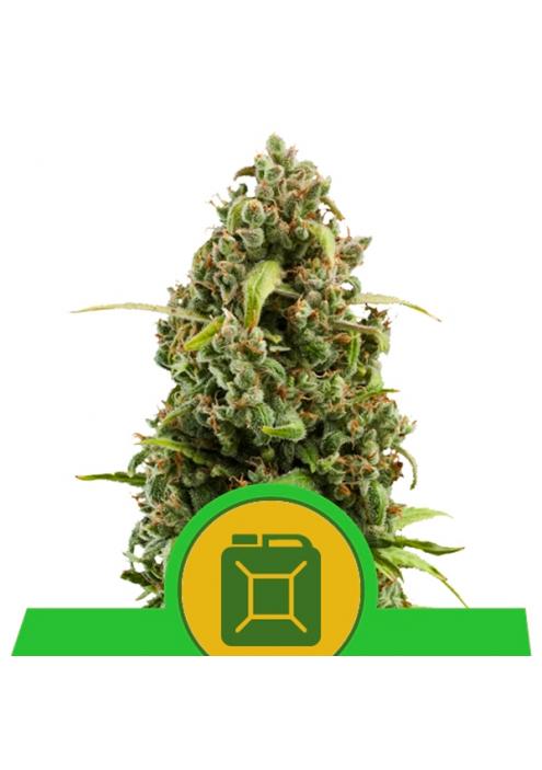 Auto Diesel fem. Royal Queen