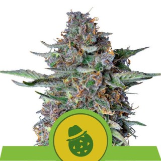 Auto Dosidos fem. Royal Queen