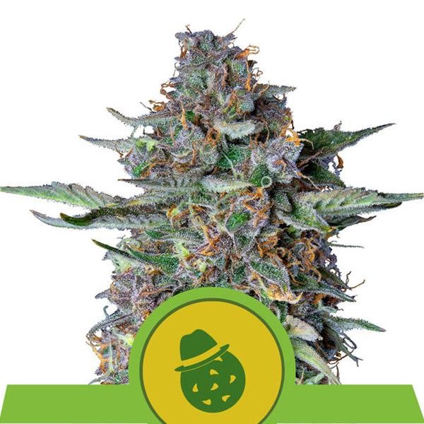 Auto Dosidos fem. Royal Queen