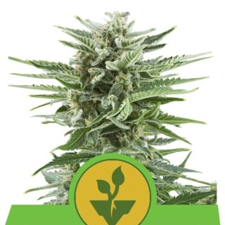 Auto Easy Bud fem. Royal Queen