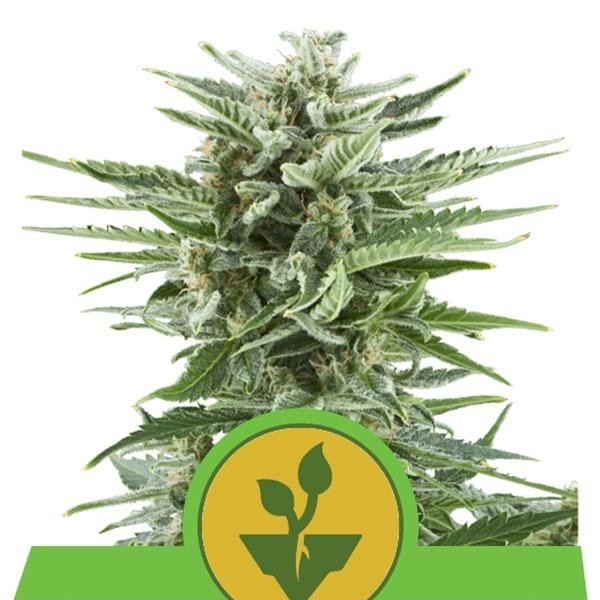 Auto Easy Bud fem. Royal Queen