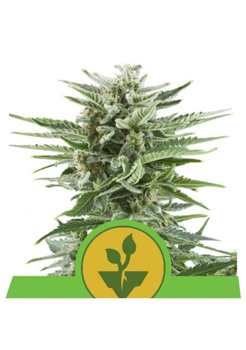 Auto Easy Bud fem. Royal Queen