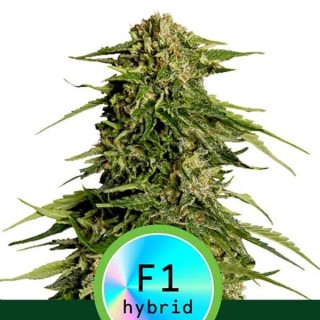 Auto Epsilon F1 fem. Royal Queen