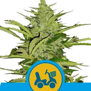 Auto Fast Eddy CBD fem. Royal Queen