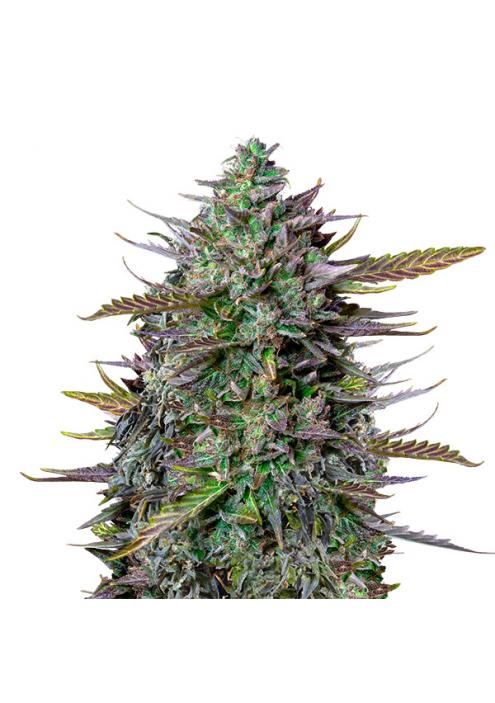 Auto Goat´lato fem. Royal Queen x Tyson 2.0