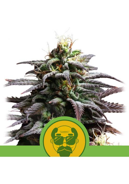 Auto Granddaddy Purple fem. Royal Queen