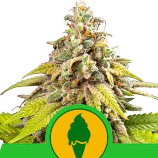 Auto Green Gelato fem. Royal Queen