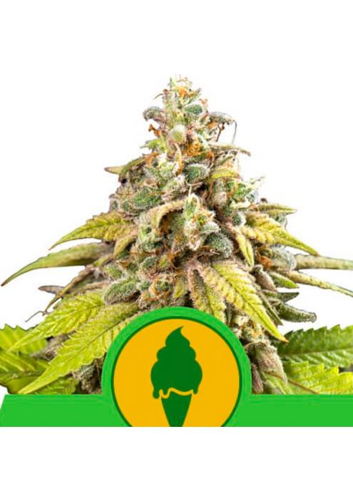 Auto Green Gelato fem. Royal Queen