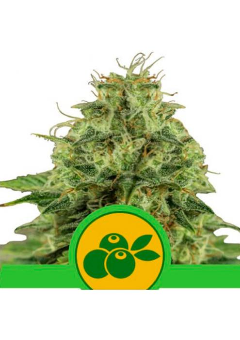 Auto Haze Berry fem. Royal Queen