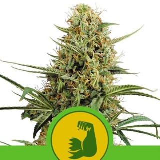 Auto Hulkberry fem. Royal Queen