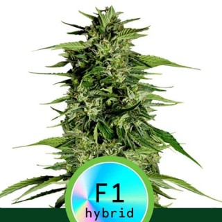 Auto Hyperion F1 fem. Royal Queen