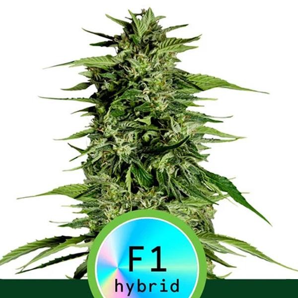 Auto Hyperion F1 fem. Royal Queen